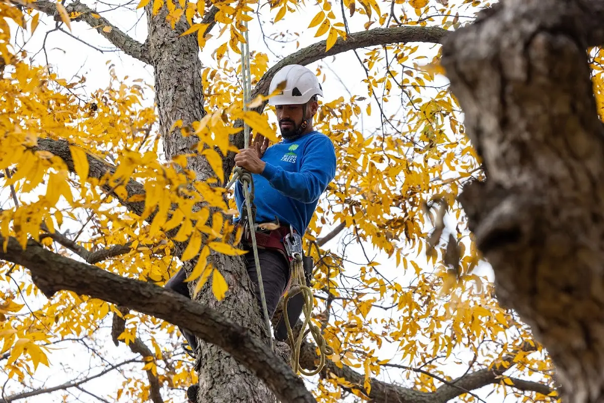 Skilled Tree Pruning crew working in Glenns Ferry