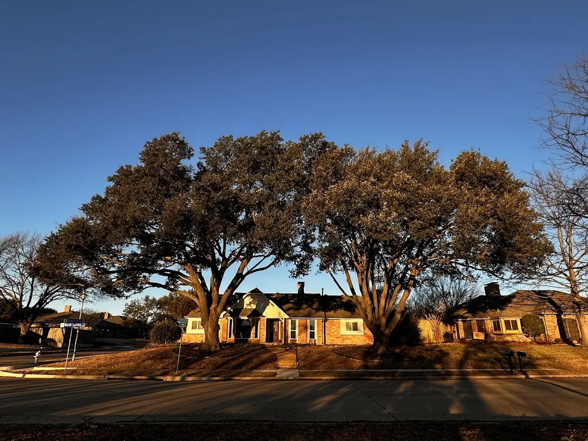 Established residential canopy tree shading a home in Glenns Ferry